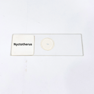 Nyctotherus