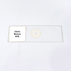 Obelia Medusa W.M.