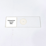 Oedogonium Capcell W.M.