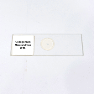 Oedogonium Marcrandrous W.M.