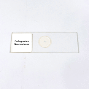 Oedogonium Nannandrous