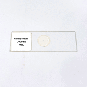 Oedogonium Oogonia W.M.