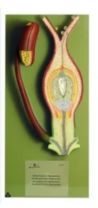 Ovary LS