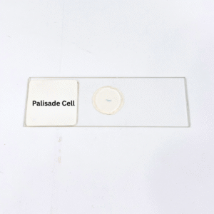 Palisade Cell