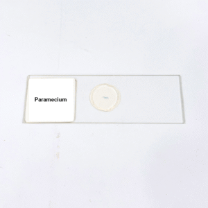 Paramecium