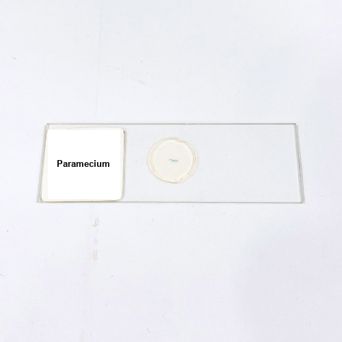 Paramecium