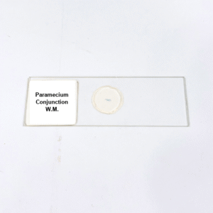 Paramecium Conjunction W.M.
