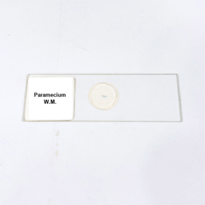 Paramecium W.M.
