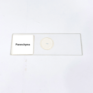 Parenchyma