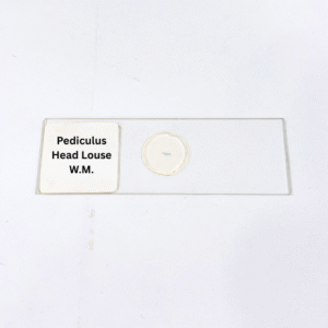 Pediculus Head Louse W.M.