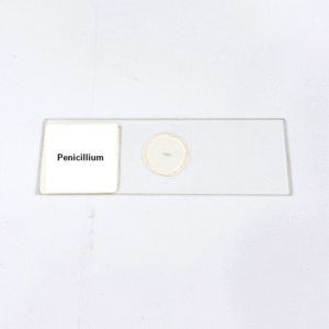 Penicillium