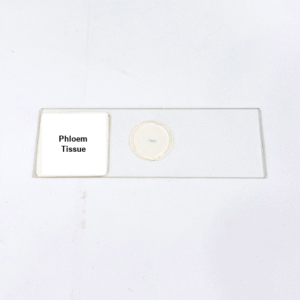 Phloem Tissue