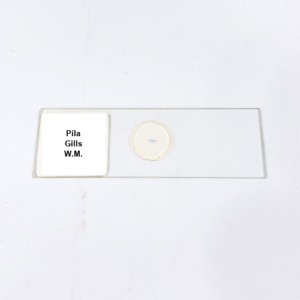 Pila Gills W.M.