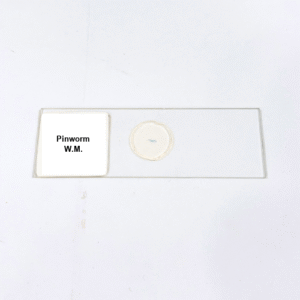 Pinworm W.M.