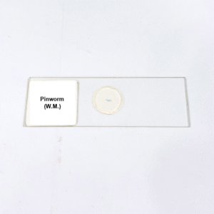 Pinworm (W.M.)