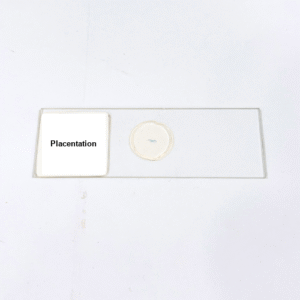 Placentation