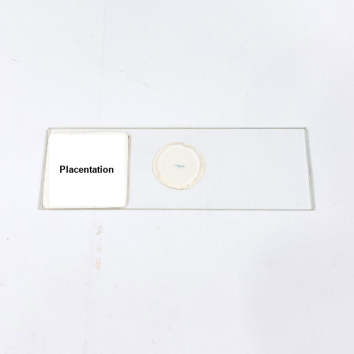 Placentation