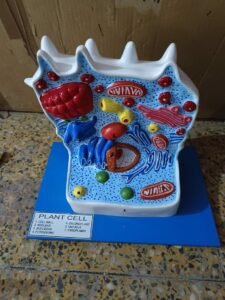 Plant Cell