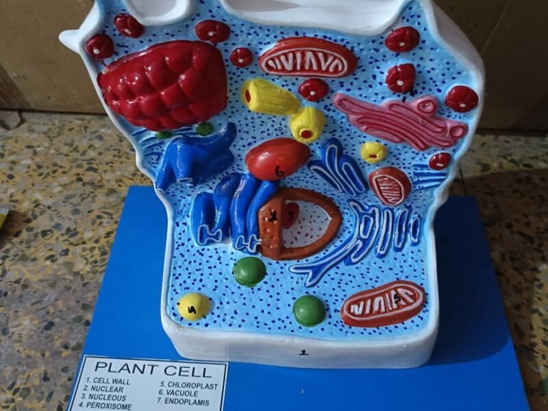Plant Cell
