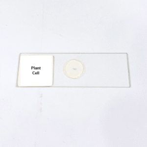 Plant Cell
