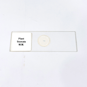 Plant Stomata W.M.