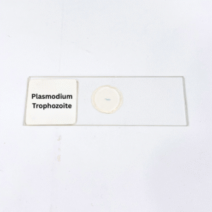 Plasmodium Trophozoite