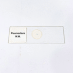 Plasmodium W.M.