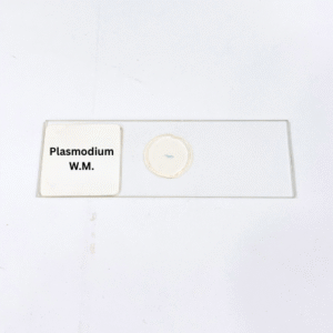 Plasmodium W.M.
