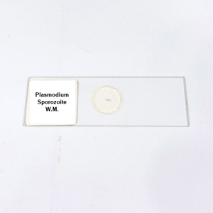 Plasmodium Sporozoite W.M.