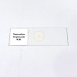 Plasmodium Trophozoite W.M.