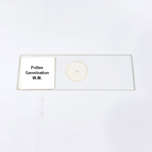 Pollen Germination W.M.