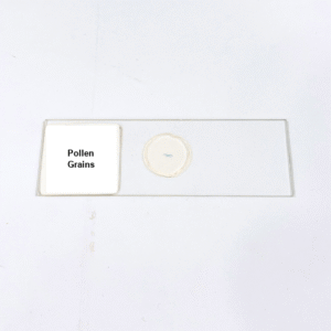 Pollen Grains