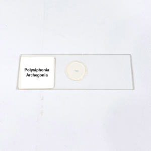 Polysiphonia Archegonia