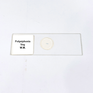 Polysiphonia W.M.