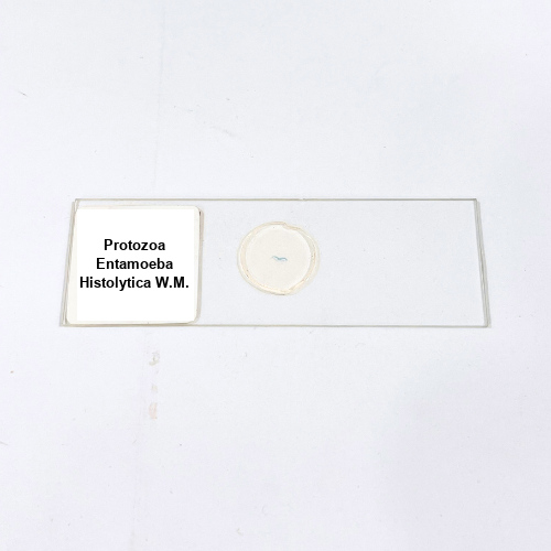 Protozoa Entamoeba Histolytica W.M.