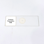 Protozoa Plasmodium W.M.