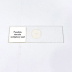 Puccinia Aecidia on Barbery Leaf