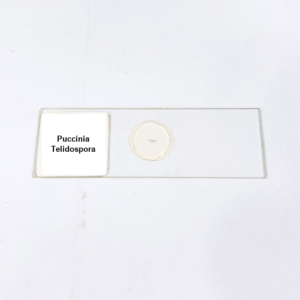 Puccinia Telidospora