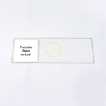 Puccinia Uredo on Leaf