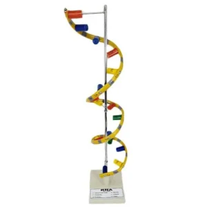 RNA