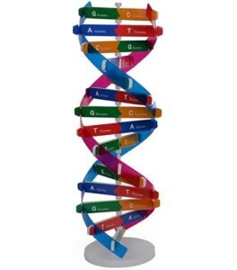 RNA - Double Helical