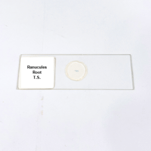 Ranucules Root T.S.