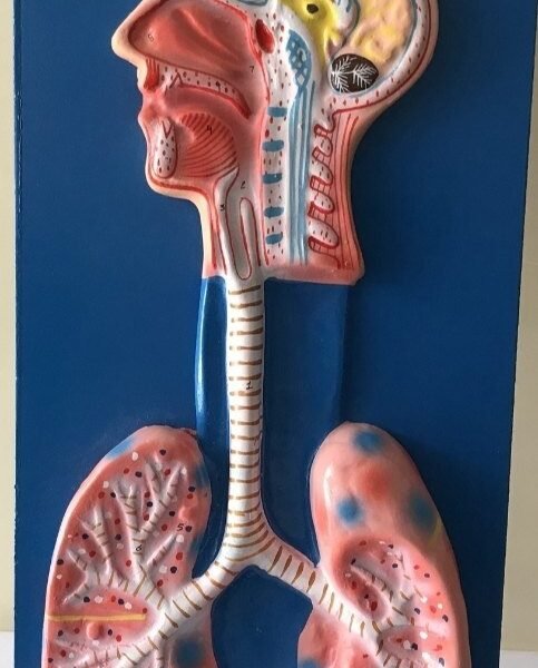 Respiratory System