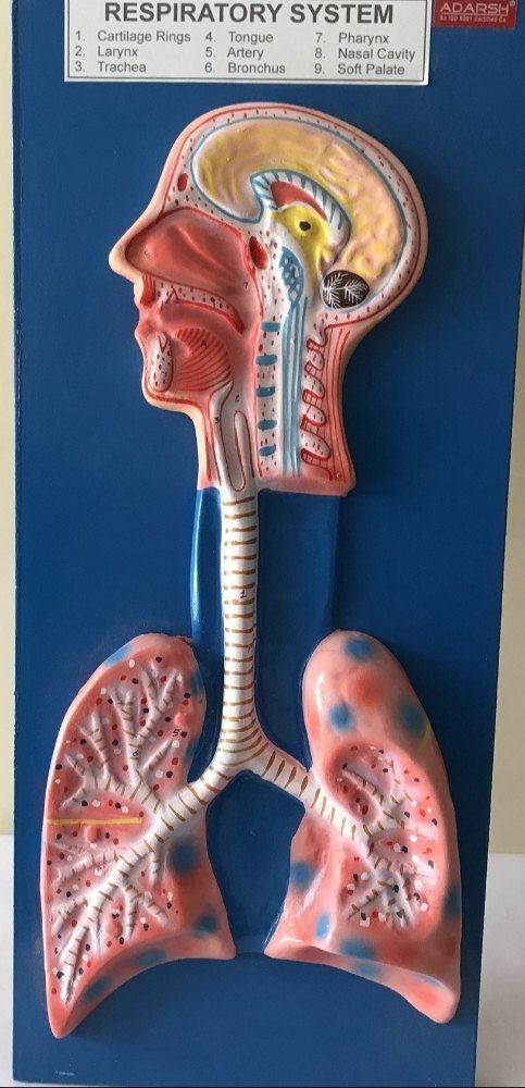 Respiratory System