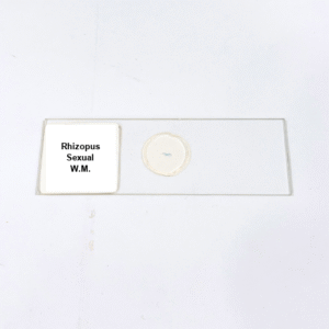 Rhizopus Sexual W.M.