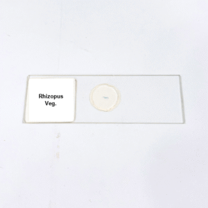 Rhizopus Veg.