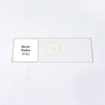 Riccia Thallus (T.S.)