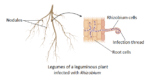 Root Nodules of Leguminous Plants