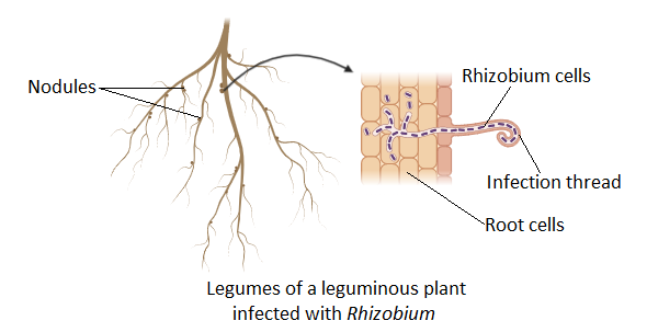 Root Nodules of Leguminous Plants