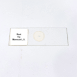 Root Tip Monocot L.S.